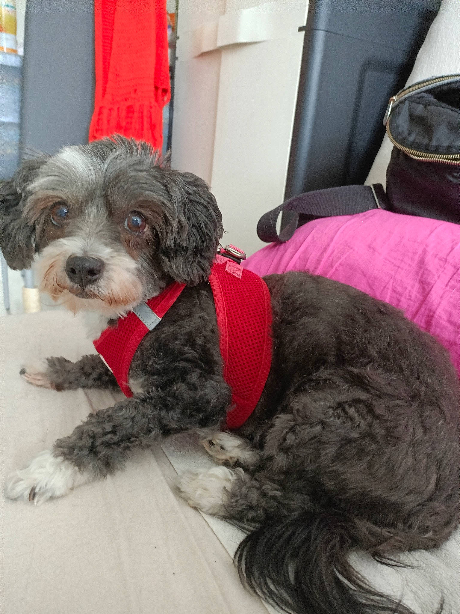 Coquine a rejoint le concours — aidez-le/la à gagner de superbes lots ! bolonka, canidae, carnivore, catalan_sheepdog, cavapoo, cockapoo, companion_dog, dog, dog_breed, havanese, maltepoo, mammal, poodle_crossbreed, puppy, rare_breed_dog, schnoodle, shih_poo, sporting_group, tibetan_terrier, vertebrate