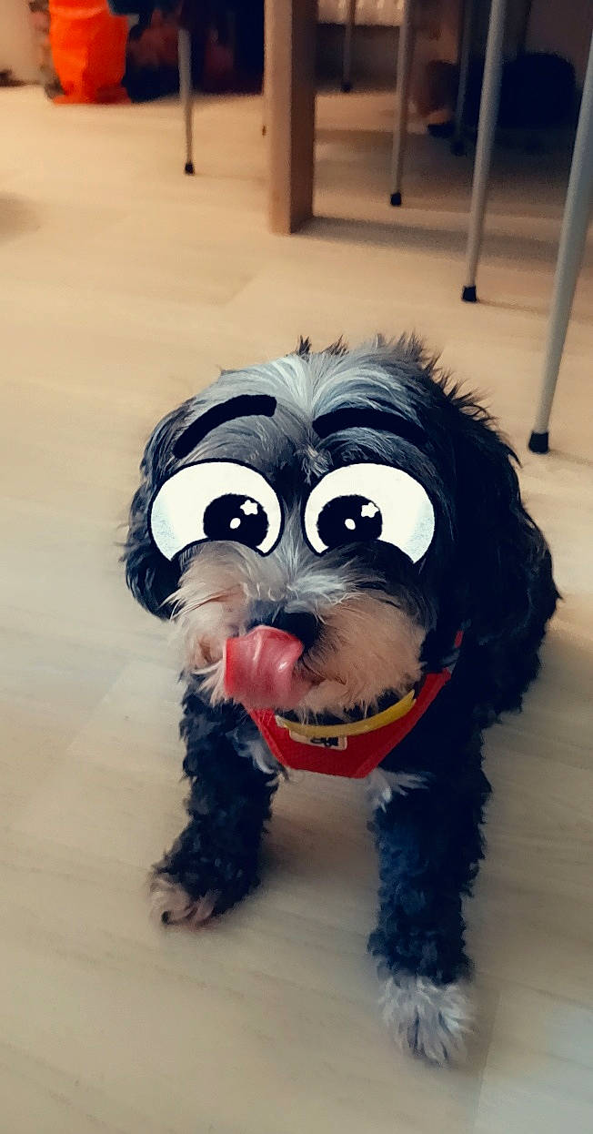 Coquine a rejoint le concours — aidez-le/la à gagner de superbes lots ! affenpinscher, canidae, carnivore, companion_dog, dog, dog_breed, dog_toy, fur, havanese, miniature_schnauzer, non_sporting_group, puppy, schnauzer, schnoodle, shih_tzu, snout, sporting_group, tibetan_terrier, toy, toy_dog