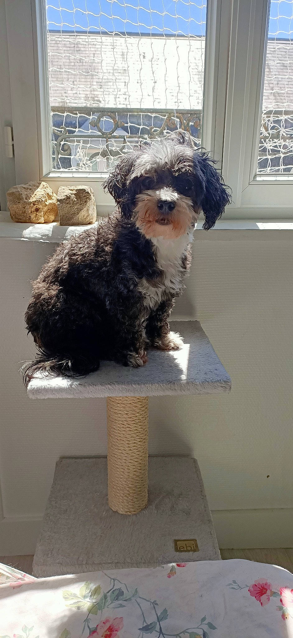 Coquine participe au concours pour gagner de l'argent avec cette photo : bolonka, canidae, carnivore, cavachon, cavapoo, cockapoo, companion_dog, dog, dog_breed, havanese, maltepoo, mammal, morkie, poodle_crossbreed, puppy, schnoodle, spanish_water_dog, tibetan_terrier, vertebrate, yorkipoo