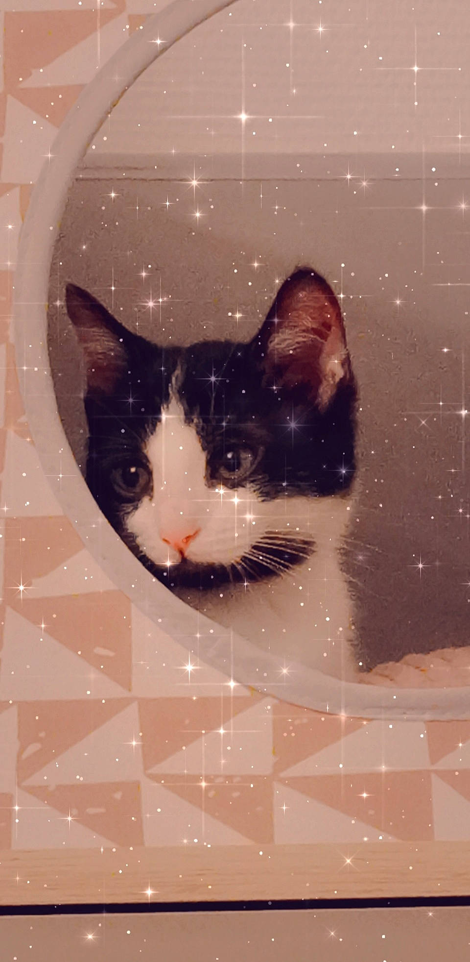 Calypso a rejoint le concours — aidez-le/la à gagner de superbes lots ! aegean_cat, american_wirehair, art, black_and_white, carnivore, cat, domestic_short_haired_cat, european_shorthair, eye, felidae, illustration, kitten, ojos_azules, small_to_medium_sized_cats, snout, snowshoe, whiskers