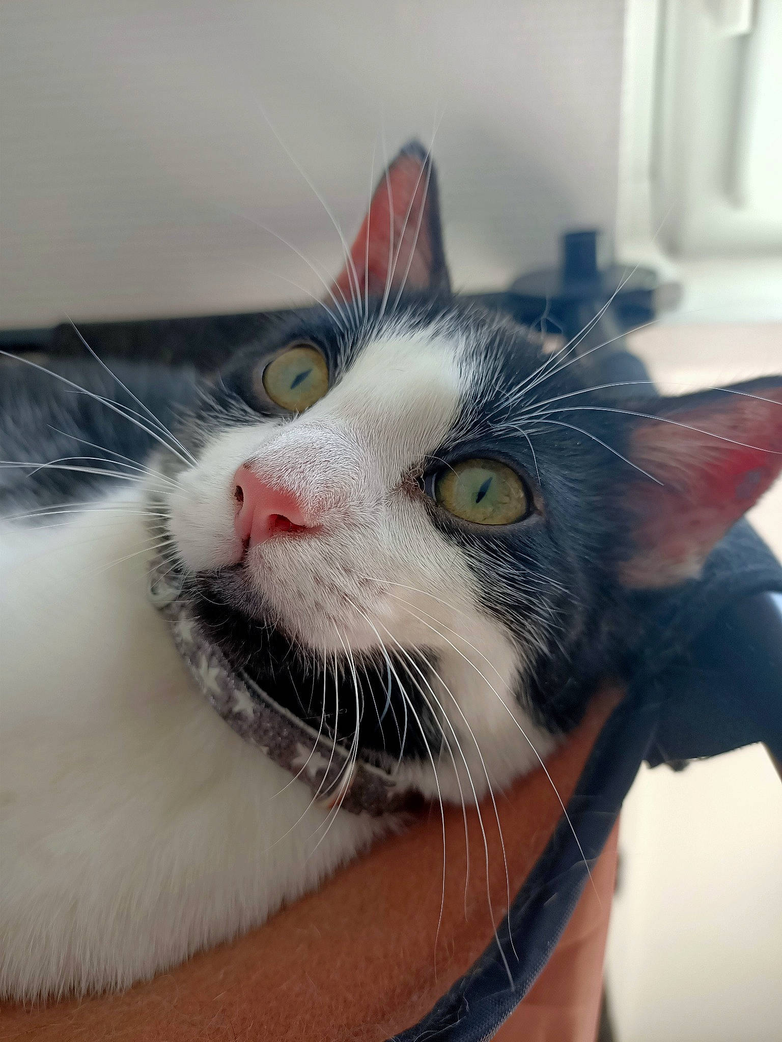 Calypso a rejoint le concours — aidez-le/la à gagner de superbes lots ! aegean_cat, american_shorthair, american_wirehair, asian, carnivore, cat, domestic_short_haired_cat, ear, european_shorthair, eye, felidae, fur, kitten, mouth, nose, ojos_azules, small_to_medium_sized_cats, snout, turkish_van, whiskers