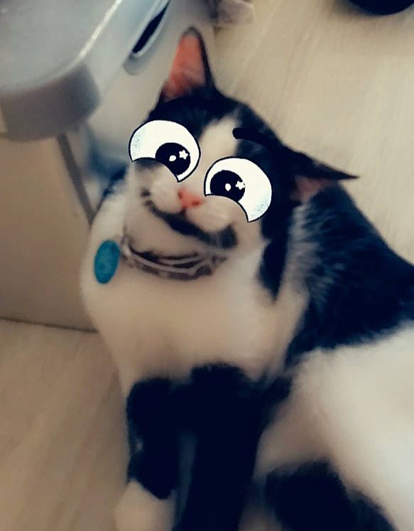 Calypso a rejoint le concours — aidez-le/la à gagner de superbes lots ! carnivore, cat, ear, eye, felidae, fictional_character, fur, nose, paw, small_to_medium_sized_cats, snout, tail, toy, whiskers