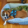 Brodey is registered to the contest to win money with this photo: animal, bed, blue_harness, brown_dog, camouflage_blanket, canine, cozy, dog, domestic_animal, furniture, home, indoor, looking_at_camera, lying_down, pet_bed, quiet, relaxed, resting, white_markings, wooden_floor