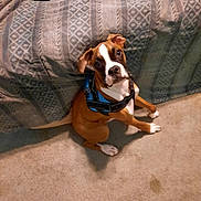 Brodey joined the competition — help win amazing prizes! animal, bedspread, blue_harness, brown, carpet, curious, cute, dog, domestic, ears, expression, fur, head_tilt, indoor, pet, phone, puppy, sitting, white, young