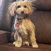 Freya joined the competition — help win amazing prizes! dog, small_dog, poodle_mix, pet, sitting, couch, leather_sofa, brown_color, collar, dog_tag, pink_tag, indoor, portrait, paws, curly_fur, whiskers, alert, dark_eyes, nose, living_room