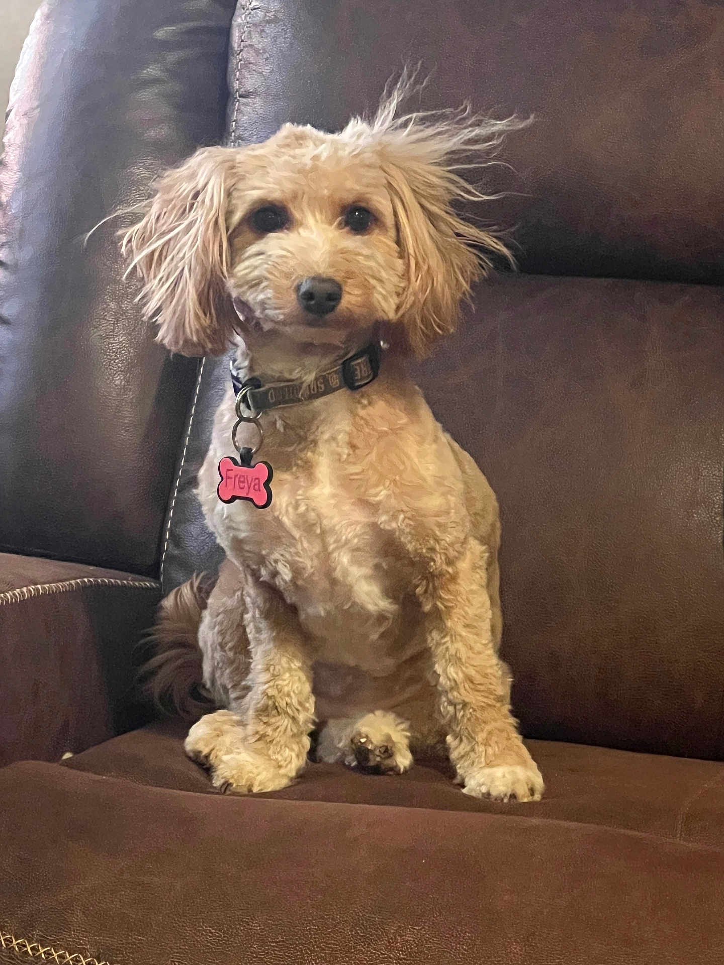 Freya joined the competition — help win amazing prizes! dog, small_dog, poodle_mix, pet, sitting, couch, leather_sofa, brown_color, collar, dog_tag, pink_tag, indoor, portrait, paws, curly_fur, whiskers, alert, dark_eyes, nose, living_room