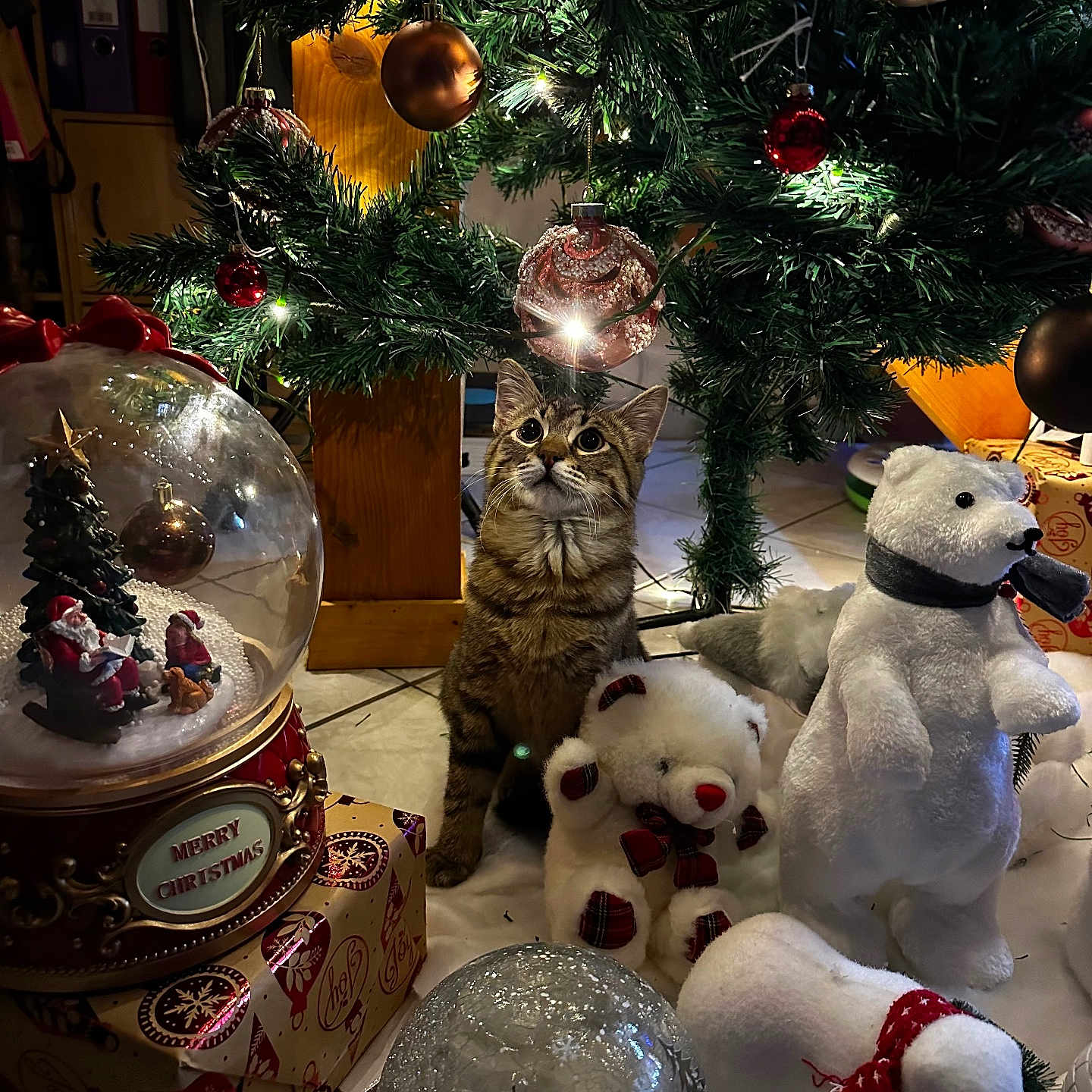 Vinny participe au concours pour gagner de l'argent avec cette photo : accessories, animal, cat, christmas, christmasdecorations, christmastree, christmastreeornaments, festival, fir, formalwear, nature, outdoors, person, pet, plant, snow, teddybear, tie, toy, tree