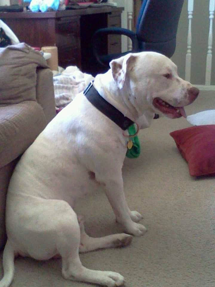 So Cal joined the competition — help win amazing prizes! canidae, carnivore, collar, companion_dog, dog, dog_breed, dog_collar, dog_supply, fawn, fur, leash, non_sporting_group, paw, pet_supply, snout, sporting_group, tail, television, whiskers, working_animal