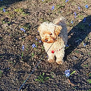 Pompon participe au concours pour gagner de l'argent avec cette photo : dog, small_dog, leash, outdoor, flowers, dirt, sunlight, shadow, curious, fluffy, pet, nature, spring, ground, brown, animal, canine, walking, garden, daytime
