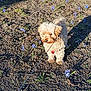dog, small_dog, leash, outdoor, flowers, dirt, sunlight, shadow, curious, fluffy, pet, nature, spring, ground, brown, animal, canine, walking, garden, daytime