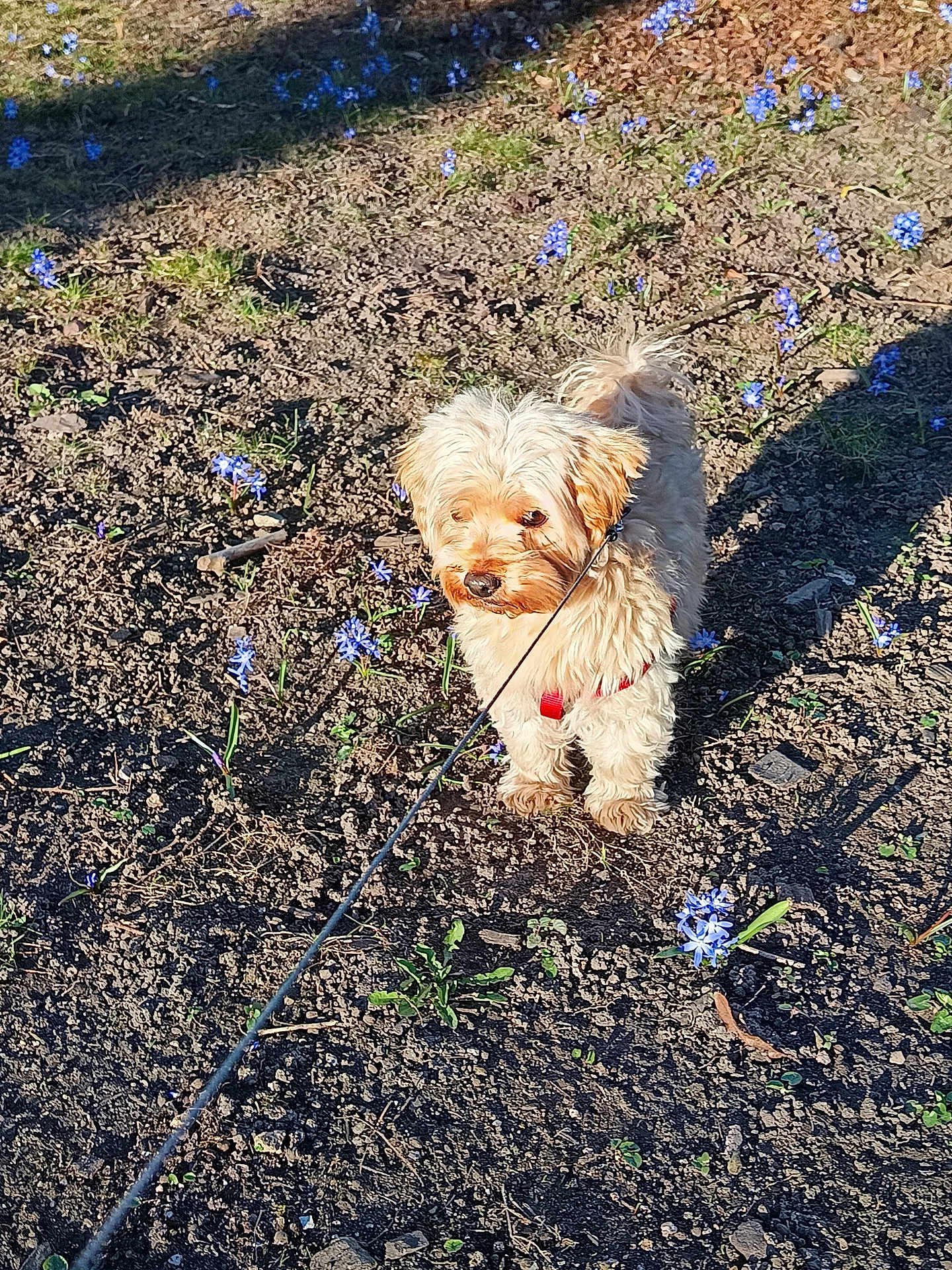 Pompon participe au concours pour gagner de l'argent avec cette photo : dog, small_dog, leash, outdoor, flowers, dirt, sunlight, shadow, curious, fluffy, pet, nature, spring, ground, brown, animal, canine, walking, garden, daytime