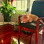 cat, chair, wooden_floor, houseplant, window, curtain, indoor, sunlight, furniture, pet, relaxed, cream_colored_cat, cushion, plant_pot, decor, natural_light, shadow, home, leaves, quiet