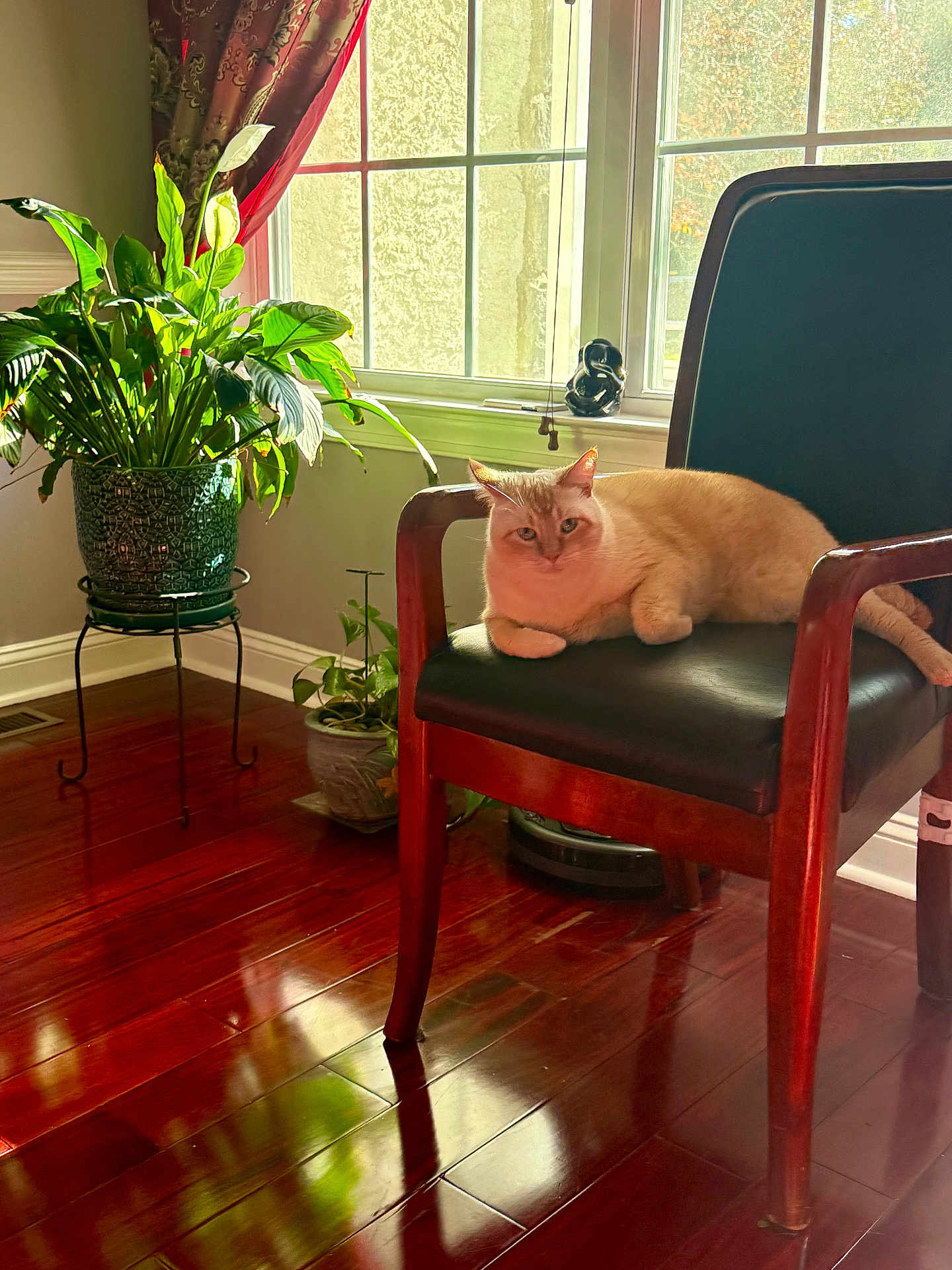 Winter joined the competition — help win amazing prizes! cat, chair, wooden_floor, houseplant, window, curtain, indoor, sunlight, furniture, pet, relaxed, cream_colored_cat, cushion, plant_pot, decor, natural_light, shadow, home, leaves, quiet