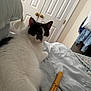 Sunny D is registered to the contest to win money with this photo: cat, white_cat, black_and_white, bed, bedroom, wooden_object, door, closet, furniture, indoor, pet, animal, feline, fur, resting, looking, curious, cozy, home, textile