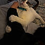 cat, animal, pet, bed, collar, hand, fur, claw, person, arm, indoor, patterned_bedspread, white_fur, grey_fur, wide_eyes, clinging, surprised, teal_collar, paw, resting