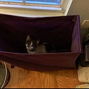 Sunny D joined the competition — help win amazing prizes! cat, purple_container, window, wooden_floor, metal_bowl, plastic_bins, indoor, household_items, pet, furniture, storage, blur, dim_lighting, small_pet, domestic_animal, container, black_and_white_cat, flooring, corner, window_sill