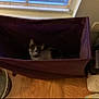 cat, purple_container, window, wooden_floor, metal_bowl, plastic_bins, indoor, household_items, pet, furniture, storage, blur, dim_lighting, small_pet, domestic_animal, container, black_and_white_cat, flooring, corner, window_sill