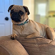 Marlie is registered to the contest to win money with this photo: dog, pug, indoor, couch, pet, animal, brown, fur, collar, relaxed, portrait, closeup, seated, cute, companion, house, furniture, paw, domestic, canine