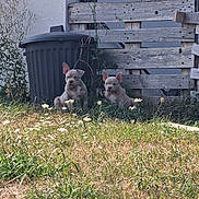 Flora participe au concours pour gagner de l'argent avec cette photo : puppies, dogs, grass, flowers, wooden_fence, trash_bin, outdoor, nature, pets, young_animals, curious, sunlight, plants, yard, cute, animals, daylight, two_dogs, brown_puppies, garden