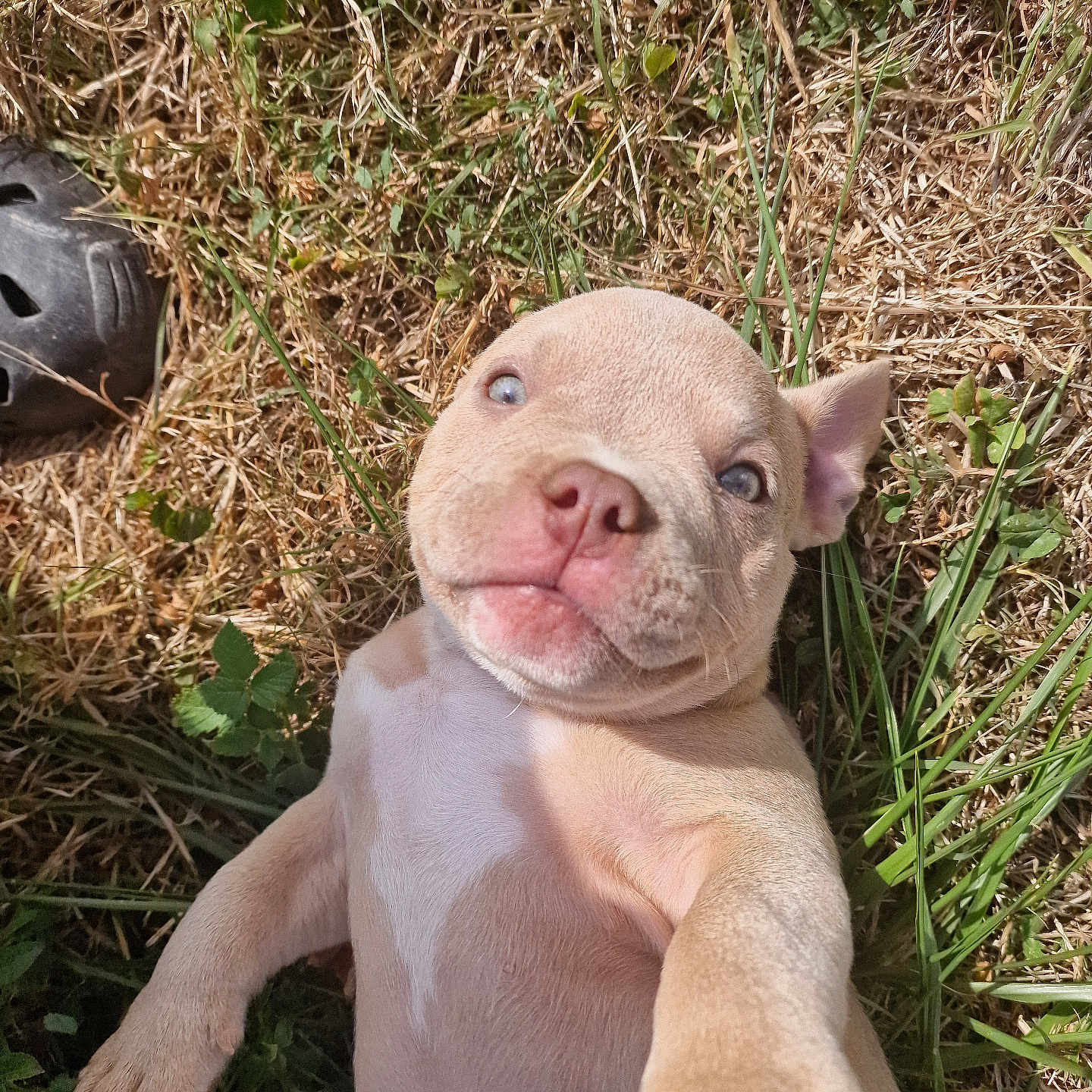 Flora a rejoint le concours — aidez-le/la à gagner de superbes lots ! adorable, animal, closeup, cute, dog, ears, expression, fur, grass, lying_down, nature, nose, outdoor, paw, pet, playful, puppy, summer, sunlight, young