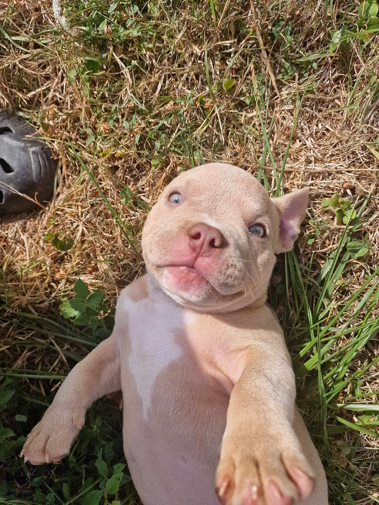 Flora a rejoint le concours — aidez-le/la à gagner de superbes lots ! puppy, dog, grass, outdoor, cute, animal, pet, playful, young, nature, paw, nose, ears, fur, lying_down, summer, sunlight, adorable, closeup, expression