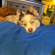 Miley Jo is registered to the contest to win money with this photo: bedroom, blanket, blue_eyes, brown, comfort, cozy, dog, ear, fur, furniture, home, indoors, light, nose, pet, relaxation, resting, sleepy, tufted_headboard, white