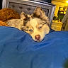 bedroom, blanket, blue_eyes, brown, comfort, cozy, dog, ear, fur, furniture, home, indoors, light, nose, pet, relaxation, resting, sleepy, tufted_headboard, white
