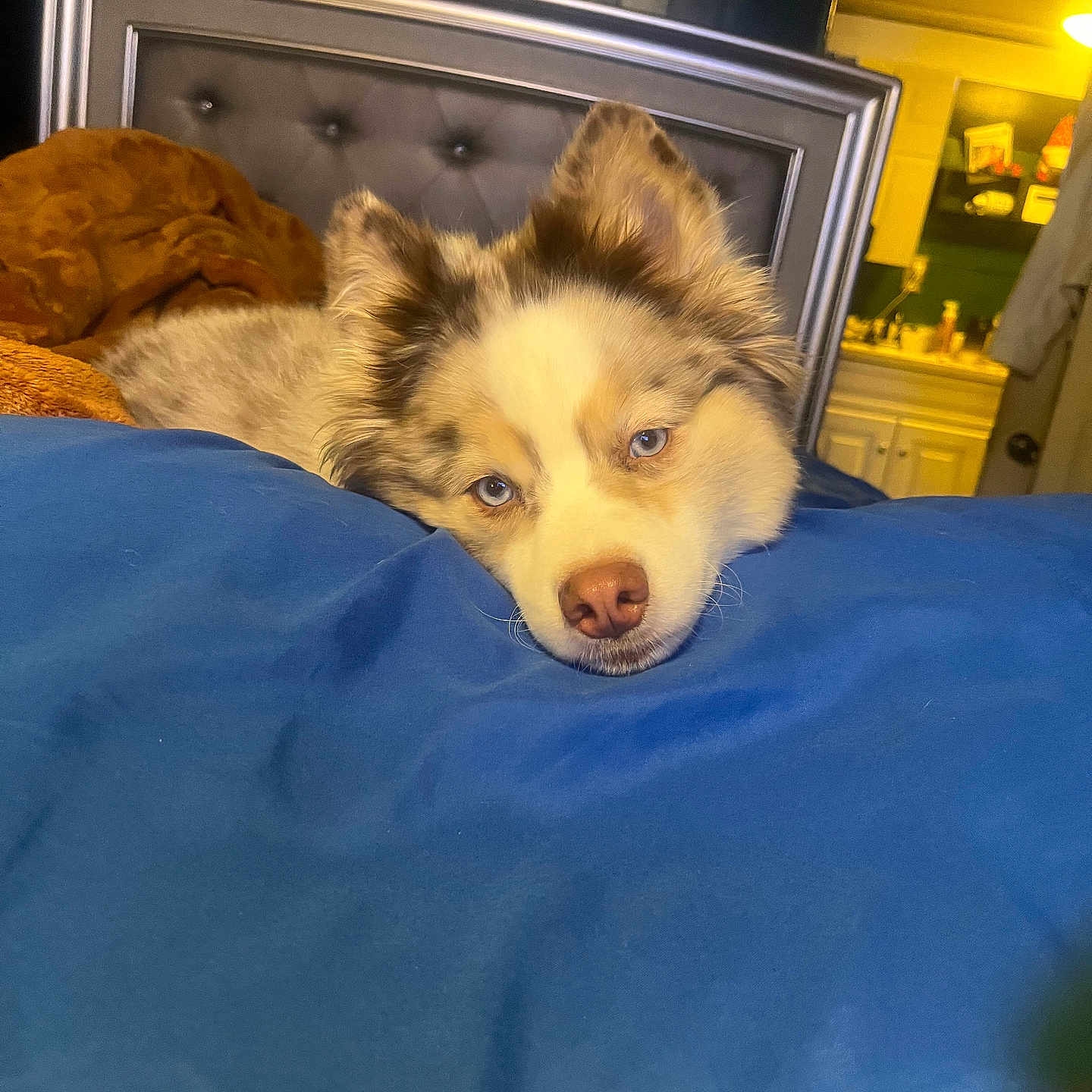Miley Jo is registered to the contest to win money with this photo: bedroom, blanket, blue_eyes, brown, comfort, cozy, dog, ear, fur, furniture, home, indoors, light, nose, pet, relaxation, resting, sleepy, tufted_headboard, white