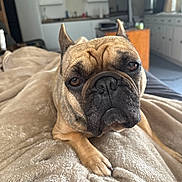 Meli joined the competition — help win amazing prizes! dog, french_bulldog, pet, close_up, blanket, paw, muzzle, ears, eyes, fur, indoor, living_room, couch, portrait, cozy, nose, whiskers, bed, brown_fur, shallow_depth_of_field