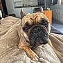 dog, french_bulldog, pet, close_up, blanket, paw, muzzle, ears, eyes, fur, indoor, living_room, couch, portrait, cozy, nose, whiskers, bed, brown_fur, shallow_depth_of_field