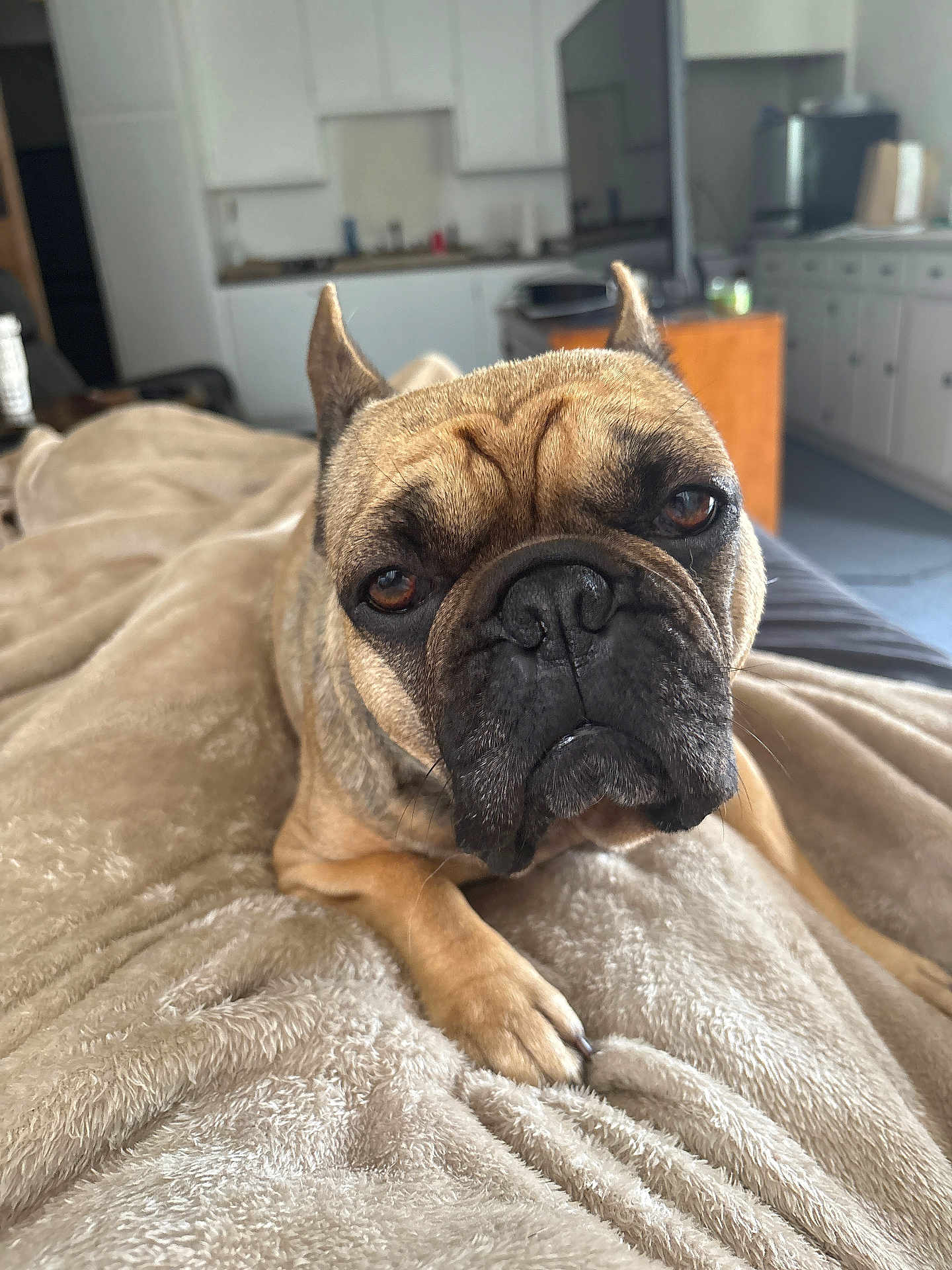 Meli joined the competition — help win amazing prizes! dog, french_bulldog, pet, close_up, blanket, paw, muzzle, ears, eyes, fur, indoor, living_room, couch, portrait, cozy, nose, whiskers, bed, brown_fur, shallow_depth_of_field