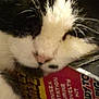 Francis joined the competition — help win amazing prizes! cat, black_and_white, close_up, resting, novelty_kit, box, fur, whiskers, pink_nose, eyes_closed, pet, animal, indoor, cozy, sleepy, muzzle, soft, cute, relaxed, feline