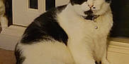 Francis is registered to the contest to win money with this photo: cat, black_and_white, indoor, carpet, door, pet, animal, sitting, looking, fur, whiskers, collar, domestic_cat, cute, feline, relaxed, household, mammal, companion, quiet