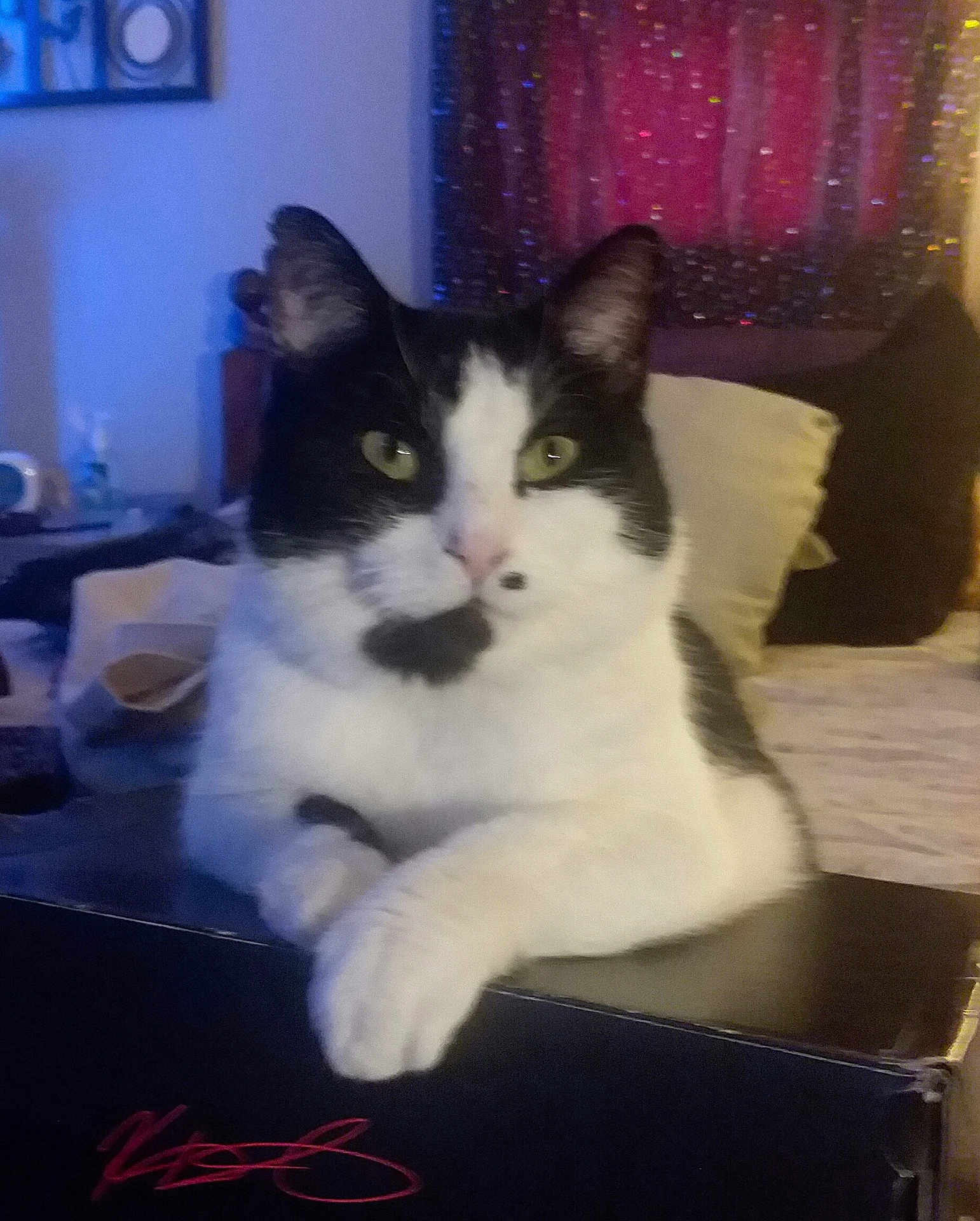 Francis joined the competition — help win amazing prizes! cat, black_and_white, indoor, box, pillow, curious, relaxed, pet, feline, whiskers, ears, nose, home, cozy, curtain, background, animal, resting, cute, domestic