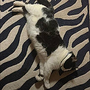 Francis joined the competition — help win amazing prizes! cat, black_and_white, lying_down, indoor, rug, zebra_pattern, pet, feline, sleeping, cozy, fur, domestic_animal, animal, resting, whiskers, tail, four_legs, comfort, relaxation, floor