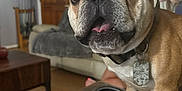 Gus joined the competition — help win amazing prizes! french_bulldog, dog, pet, living_room, couch, furniture, close_up, curious, playful, brown, canine, domestic_animal, indoor, person, blonde_hair, wooden_door, table, curtains, floor, collar