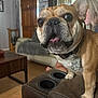 french_bulldog, dog, pet, living_room, couch, furniture, close_up, curious, playful, brown, canine, domestic_animal, indoor, person, blonde_hair, wooden_door, table, curtains, floor, collar