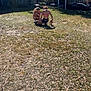Gus is registered to the contest to win money with this photo: two_people, girls, dog, grass, yard, house, suburban, daytime, sunlight, tree, shadows, outdoor, casual, pet, small_dog, nature, friendship, relaxing, summer, blue_sky
