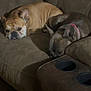Gus joined the competition — help win amazing prizes! dog, french_bulldog, couch, brown, pet, sleeping, resting, indoor, animal, companion, cozy, fur, domestic, cute, relaxing, two_dogs, friendship, canine, living_room, seat