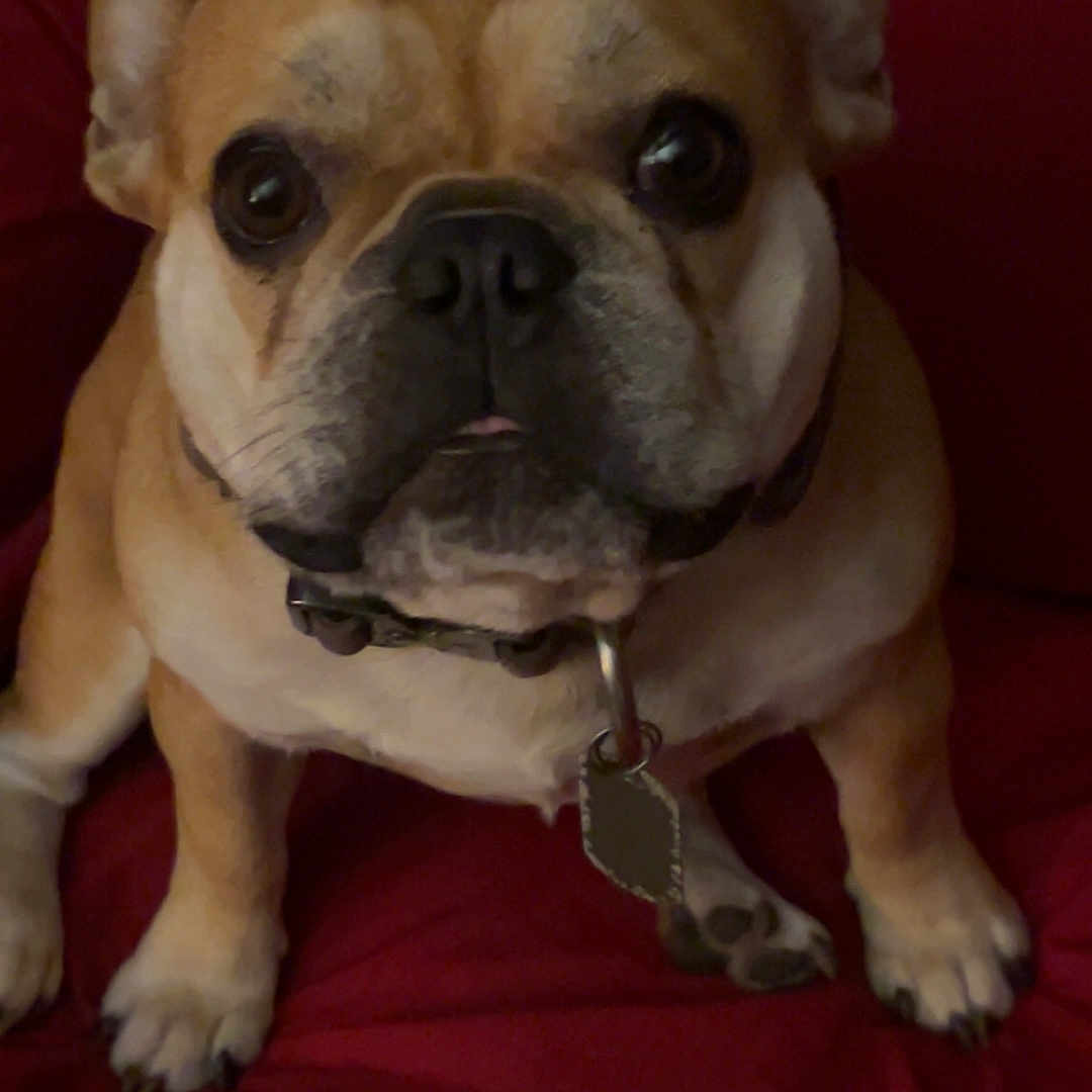 Gus is registered to the contest to win money with this photo: animal, close_up, collar, companion, couch, cute, dog, domestic, ears, face, french_bulldog, fur, indoor, looking, paws, pet, red_background, sitting, snout, tag