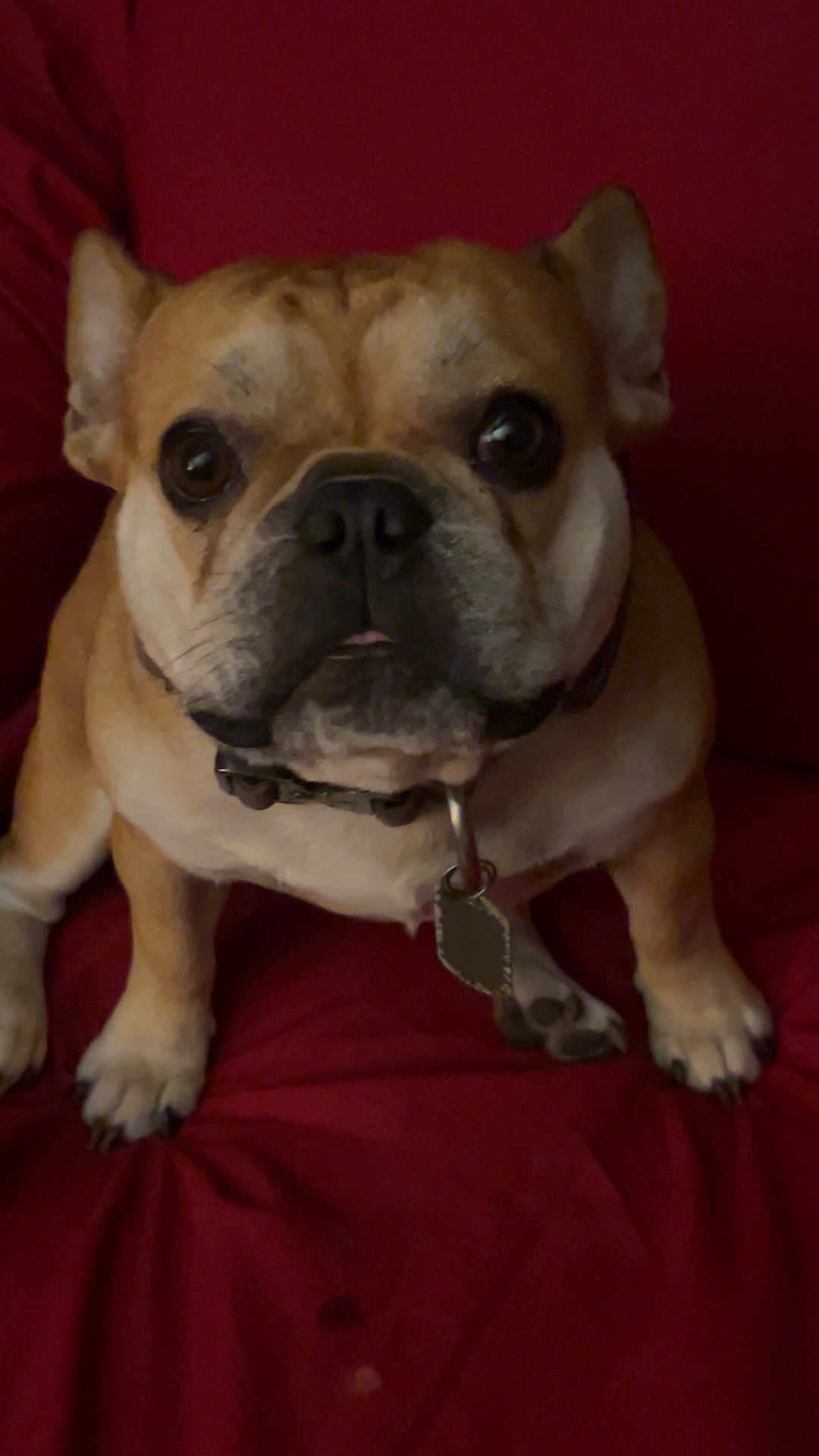 Gus is registered to the contest to win money with this photo: dog, french_bulldog, pet, animal, close_up, collar, tag, indoor, couch, red_background, sitting, looking, cute, ears, paws, snout, fur, face, companion, domestic