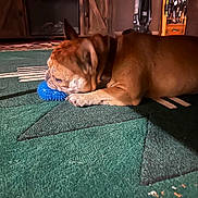 Gus joined the competition — help win amazing prizes! dog, brown_dog, toy, blue_toy, carpet, green_carpet, indoor, pet, chewing, animal, furniture, vacuum_cleaner, wooden_cabinet, collar, paw, side_view, resting, household, floor, domestic