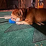 dog, brown_dog, toy, blue_toy, carpet, green_carpet, indoor, pet, chewing, animal, furniture, vacuum_cleaner, wooden_cabinet, collar, paw, side_view, resting, household, floor, domestic