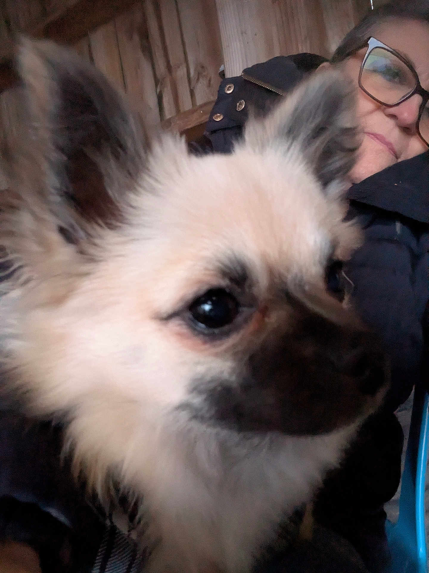 Aya a rejoint le concours — aidez-le/la à gagner de superbes lots ! animal, black, brown, candid, canine, casual, close_up, coat, dog, ears, face, fluffy, furry, glasses, human, indoor, person, pet, portrait, warm