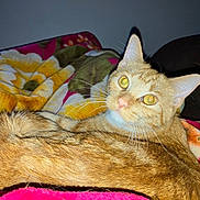 Biscuit joined the competition — help win amazing prizes! cat, orange_tabby, animal, pet, feline, whiskers, ears, eyes, fur, blanket, floral_pattern, cozy, indoor, resting, cute, domestic_animal, mammal, comfort, relaxation, closeup