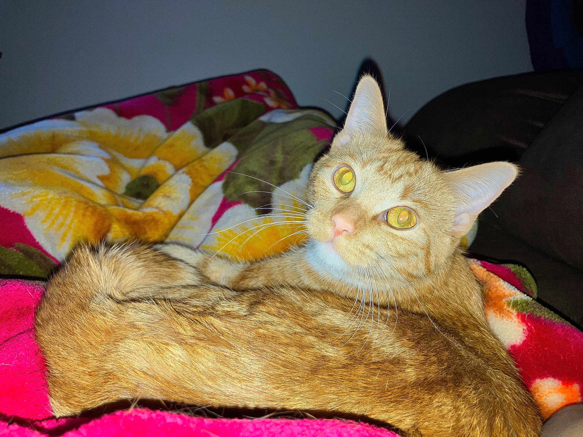 Biscuit