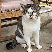 Sparrow is registered to the contest to win money with this photo: cat, tabby_cat, pet, animal, sitting, wooden_chair, cushion, concrete_floor, porch, railing, green_eyes, white_fur, striped_tail, paw, face, outdoor, furniture, screenshot, timestamp, portrait