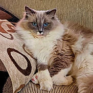 Aries is registered to the contest to win money with this photo: cat, fluffy, longhaired, blue_eyes, pet, animal, feline, portrait, sitting, lying_down, indoors, couch, cushion, textile, patterned_background, white_fur, gray_fur, brown_fur, whiskers, cute