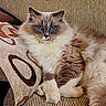 cat, fluffy, longhaired, blue_eyes, pet, animal, feline, portrait, sitting, lying_down, indoors, couch, cushion, textile, patterned_background, white_fur, gray_fur, brown_fur, whiskers, cute
