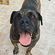 Réglisse participe au concours pour gagner de l'argent avec cette photo : dog, brindle, tongue_out, happy, pet, canine, outdoor, tile_floor, brown, black, ears, nose, mouth, tail, paw, animal, looking_up, friendly, playful, companion